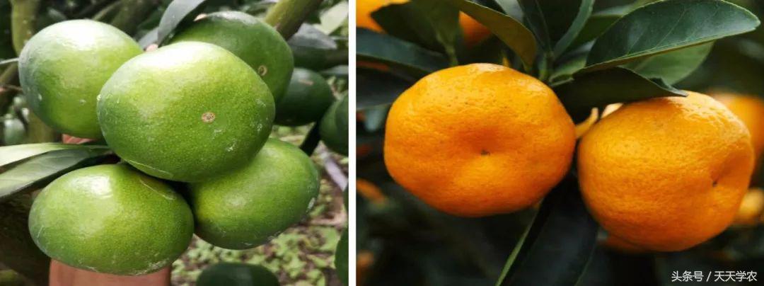 广西沃柑和象山红美人,柑橘品种大全绿柑