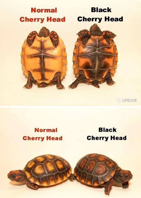 红腿陆龟的养殖方法,红腿陆龟应该怎么养