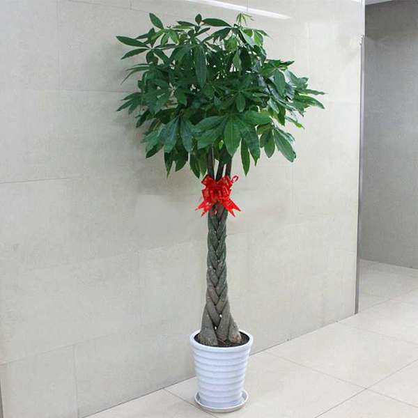 家里发财树叶子黄了怎么办,家里的发财树叶子发黄是怎么回事