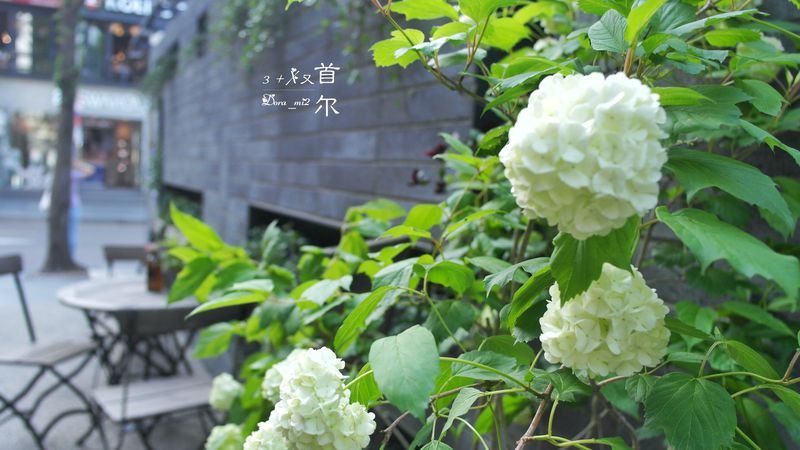 再游首尔，爱上那些不期而遇的美（一）