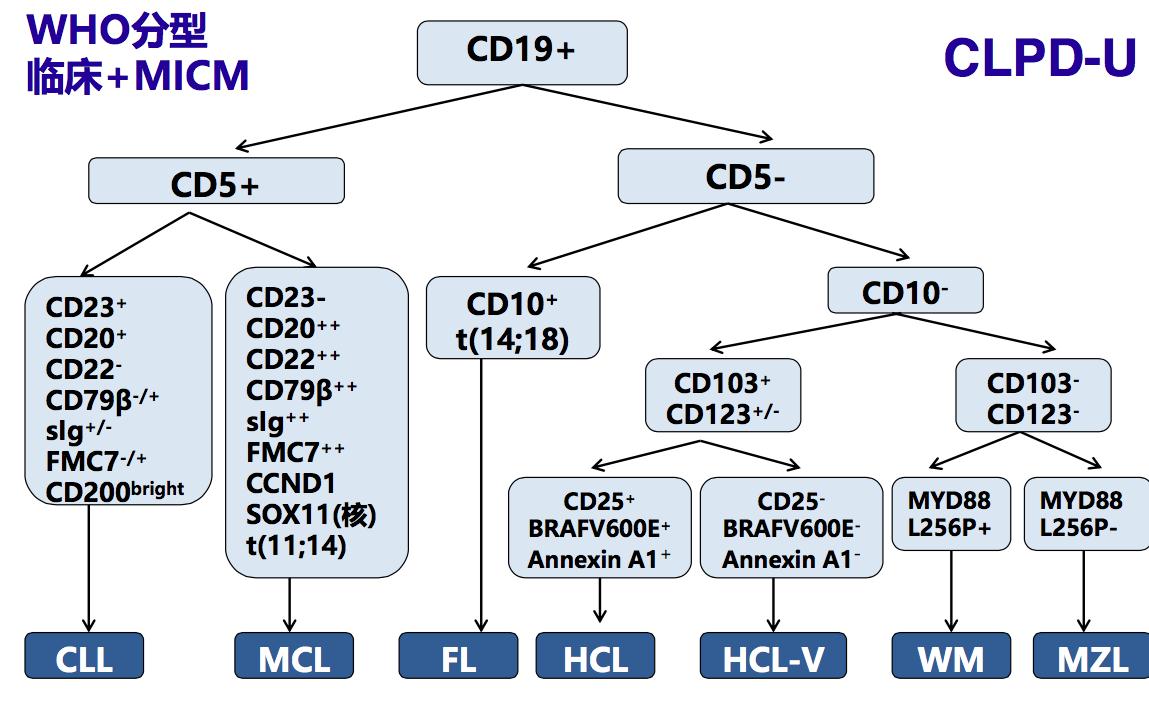 慢性b型淋巴增殖性疾病,慢性b细胞淋巴增殖性疾病严重吗