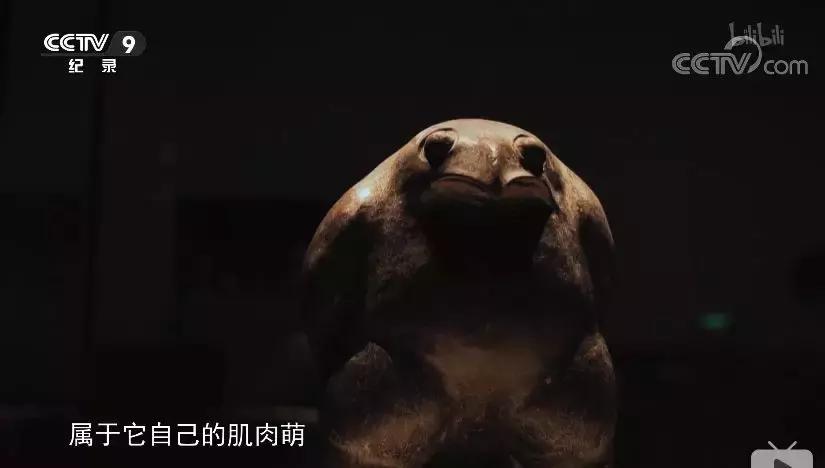 一部国产纪录片弹幕居然全是哈哈哈哈哈哈哈