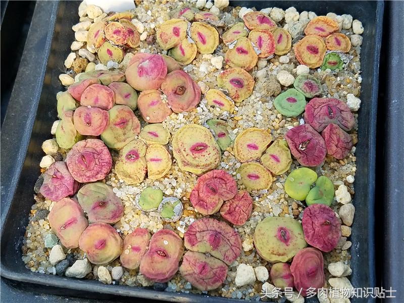 生石花蜕皮的时候能掰开吗,生石花和肉锥需要晾根吗