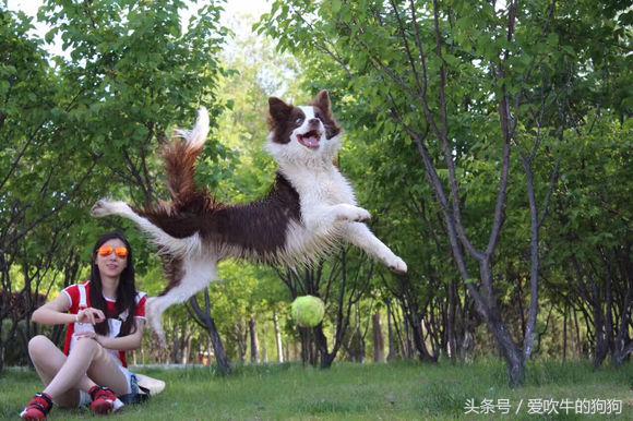 从养第一只狗开始,从零开始的养狗之路