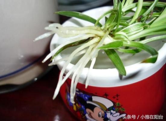 油画吊兰水培长根后怎么换土培,水培金边吊兰长根后转土培的方法