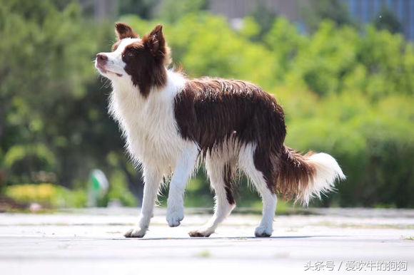 从养第一只狗开始,从零开始的养狗之路