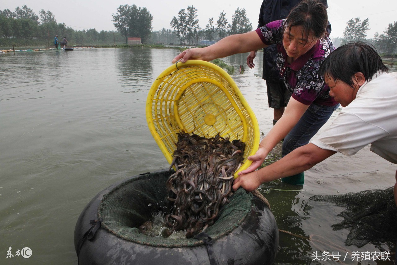 泥鳅养殖前期注意什么,泥鳅养殖需要哪些条件和方法