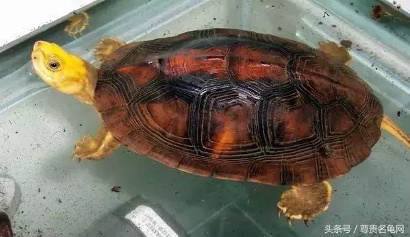 龟类推荐,龟类最新信息