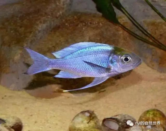 「鱼标本戏说非洲慈鲷」第一章：羽鳍类永恒的经典——蓝提