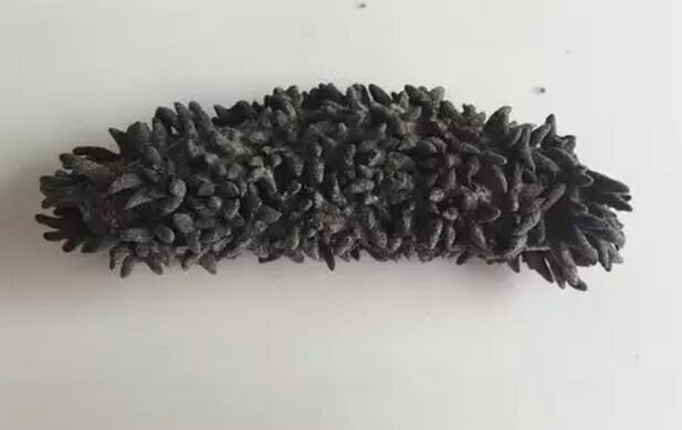 海参也有很多种,全世界所有可以吃的海参