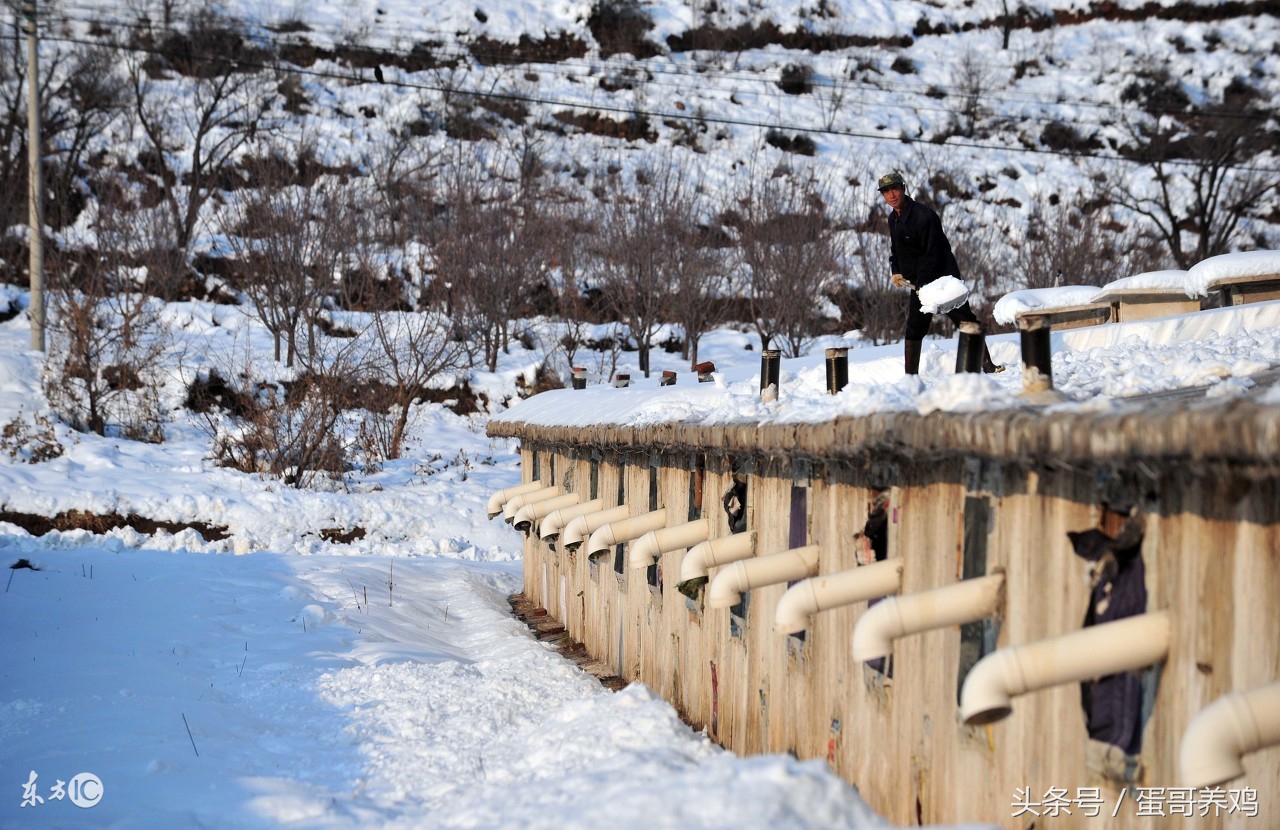 冻裂了的鸡蛋怎么煮,蛋被冻起来了怎么办