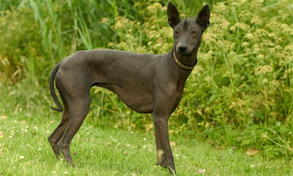 墨西哥无毛犬的寓意,墨西哥无毛犬是埃及的神吗