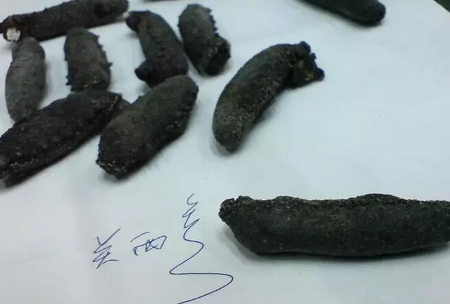 海参也有很多种,全世界所有可以吃的海参