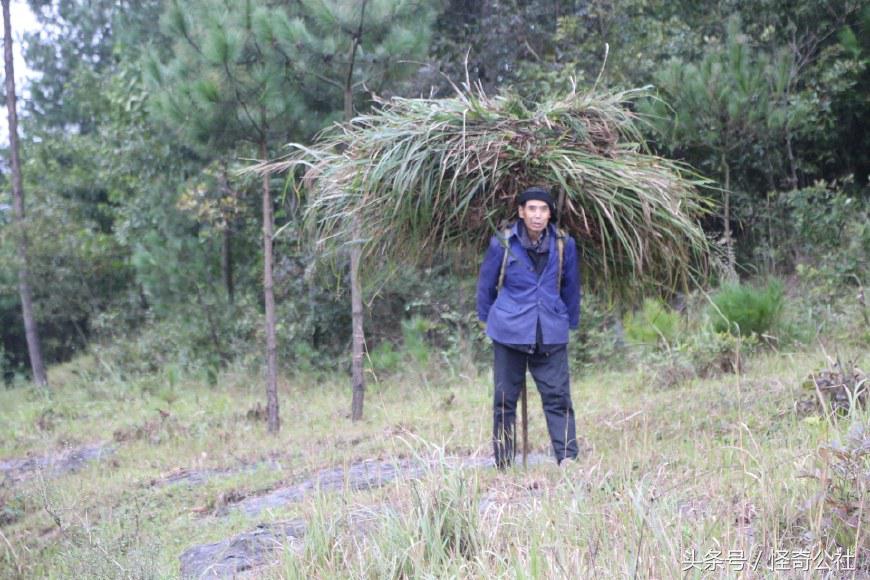 茅草根熬水能治感冒,茅草根煮水治感冒