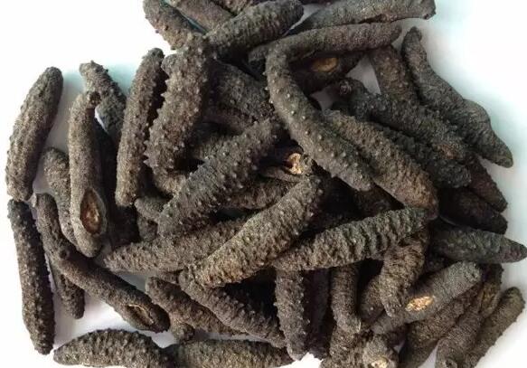 海参也有很多种,全世界所有可以吃的海参