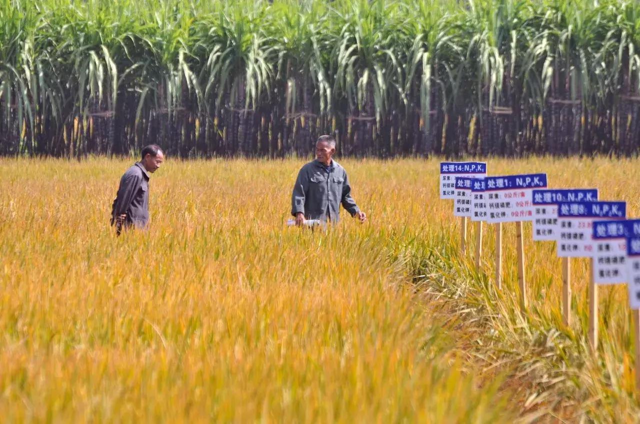 广西粮食产业,广西粮食产业发展
