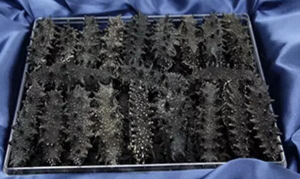 海参也有很多种,全世界所有可以吃的海参