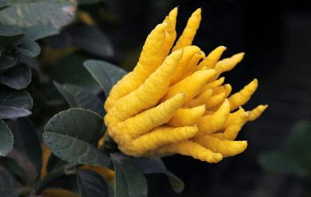 致富经农民种佛手,佛手种植致富的路子