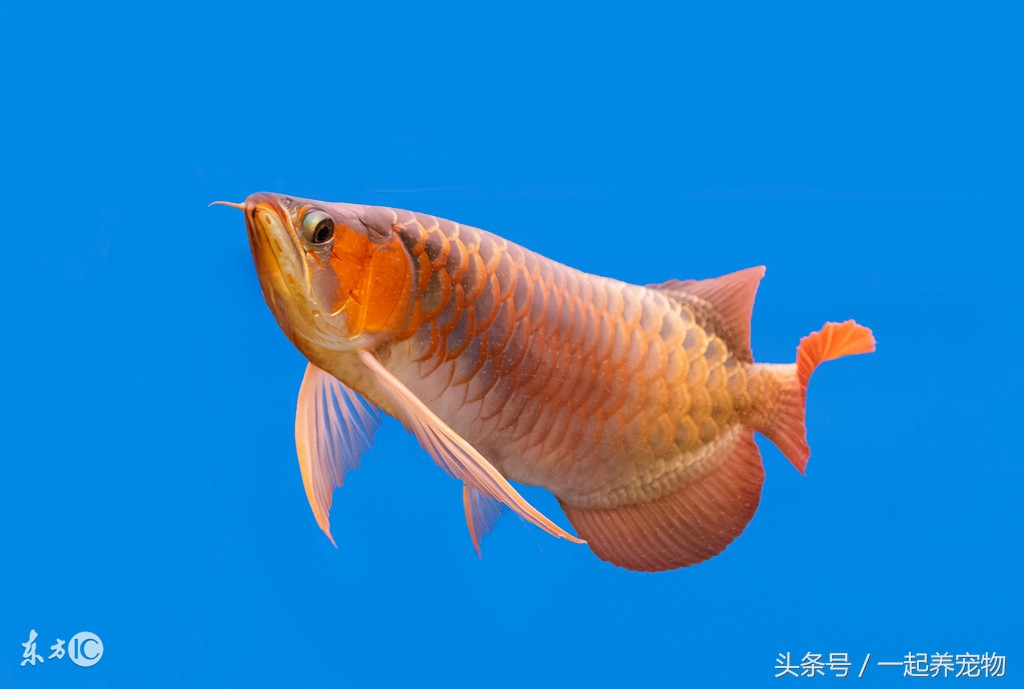 金龙鱼掉鳞多久能恢复原来的颜色,金龙鱼掉鳞了怎么办