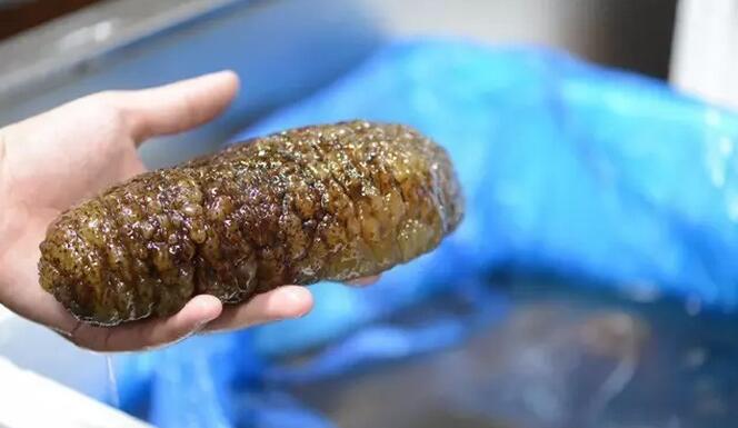 海参也有很多种,全世界所有可以吃的海参