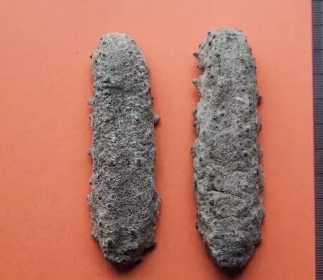 海参也有很多种,全世界所有可以吃的海参