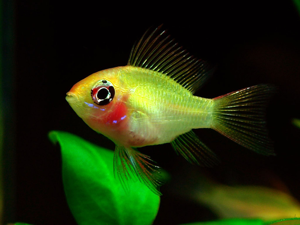 原来金波子才是最受欢迎观的赏鱼，看到红脸蛋就想马上养几条