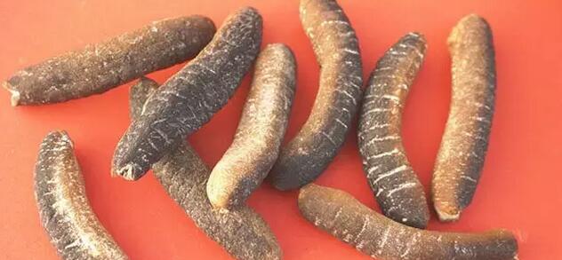 海参也有很多种,全世界所有可以吃的海参