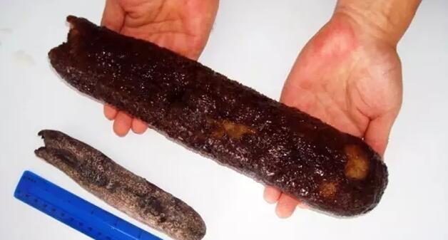 带您了解世界海参,你知道全球有多少种鲨鱼吗