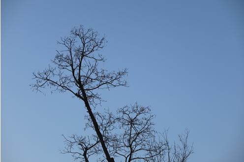 佳能6d2与佳能5d4哪个更好,佳能5dmarkii和6d有什么区别