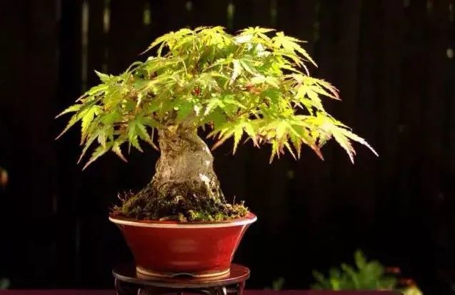 大师是怎么炼成的免费,真正的大师是怎么练成的