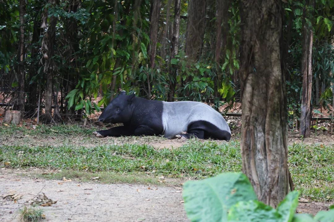 广州长隆野生动物园亲子跟拍,爸爸去哪儿广州长隆野生动物园