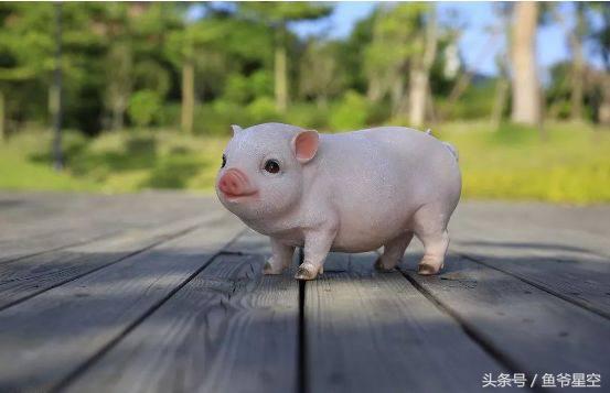 2018下半年生肖猪运势详解,2018年生肖猪各个月运程