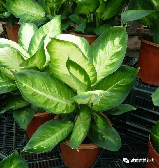 万年青如何养才茂盛,万年青怎么养才能更旺盛