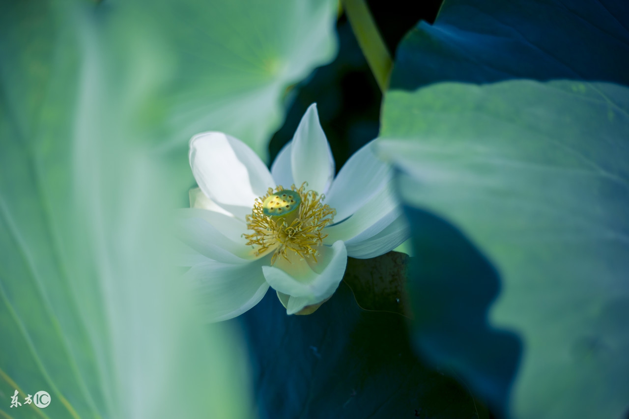 古风歌词唯美句子经典,歌词中的惊艳古风句子