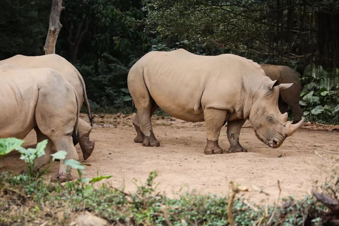 广州长隆野生动物园亲子跟拍,爸爸去哪儿广州长隆野生动物园
