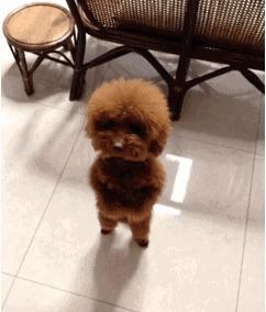 lv新年限定包包,gucci新春限定系列