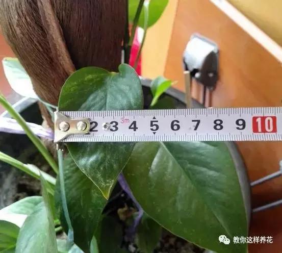 绿萝能用绳子捆上吗,绿萝扎根绳子的方法