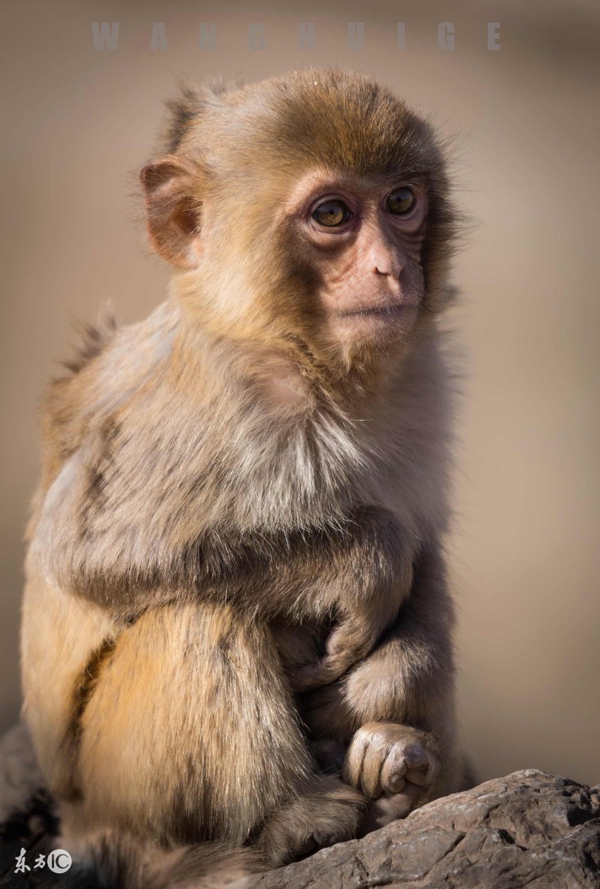 1968猴2025喜事,属猴1968出生2024年有喜事吗