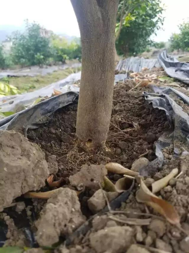 柑橘常见病害及防治方法,铜氨合剂能防治柑橘病害么