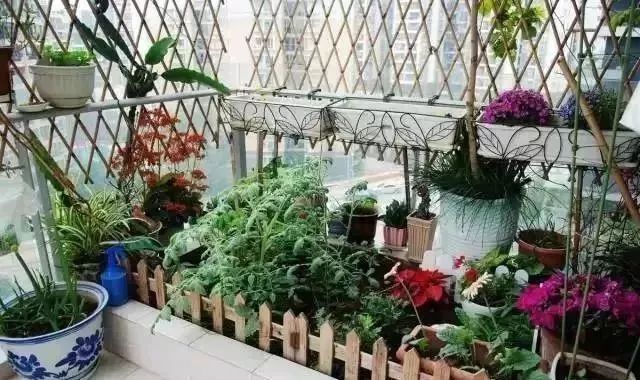 阳台种菜的方法和技巧大全集,阳台种菜的方法和步骤图