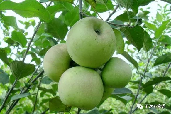 国光苹果是青苹果吗,国光苹果是引进日本品种吗