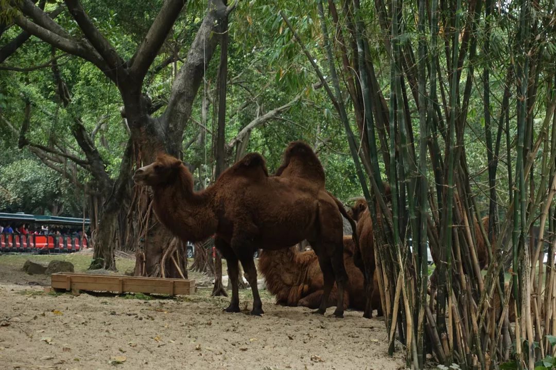 广州长隆野生动物园亲子跟拍,爸爸去哪儿广州长隆野生动物园