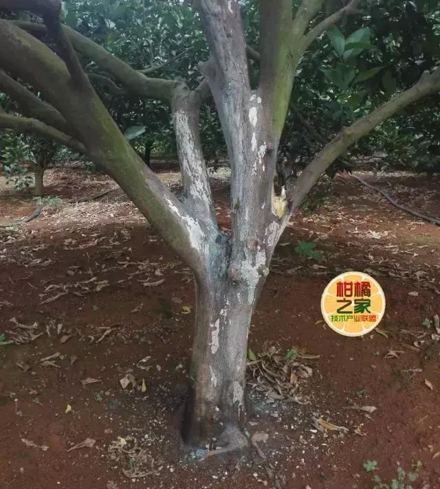 柑橘常见病害及防治方法,铜氨合剂能防治柑橘病害么