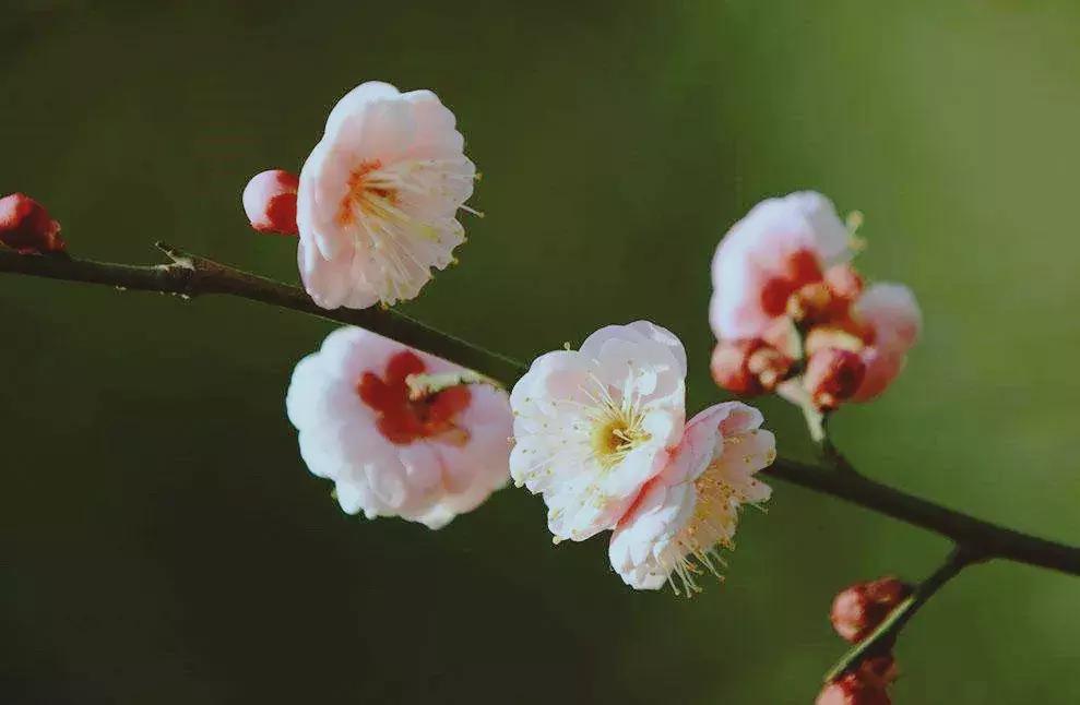 河津赏花一日游最佳去处,日本河津早樱最佳季节