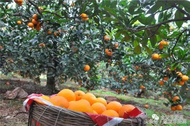 厉害了！金堂县又要火了，她即将代表中国走向世界！