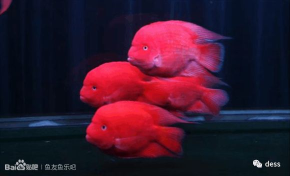 和月轮很像的鹦鹉鱼品种,缅甸鹦鹉鱼品种大全图鉴