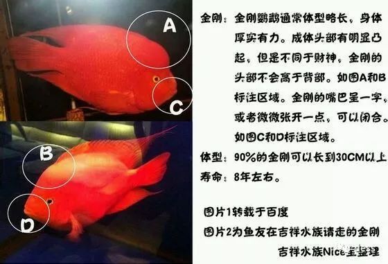 和月轮很像的鹦鹉鱼品种,缅甸鹦鹉鱼品种大全图鉴