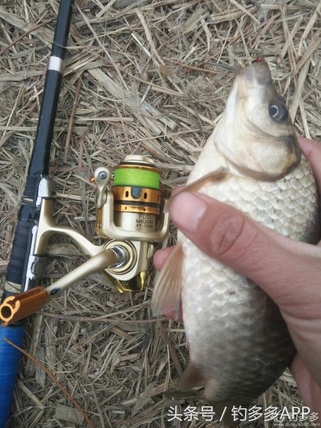 钓鱼新手如何做到钓鱼大师,一个合格钓鱼人应该具备的知识