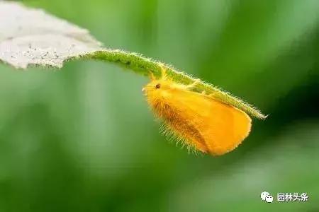 园林树木虫害防治方法及措施,园林虫害防治