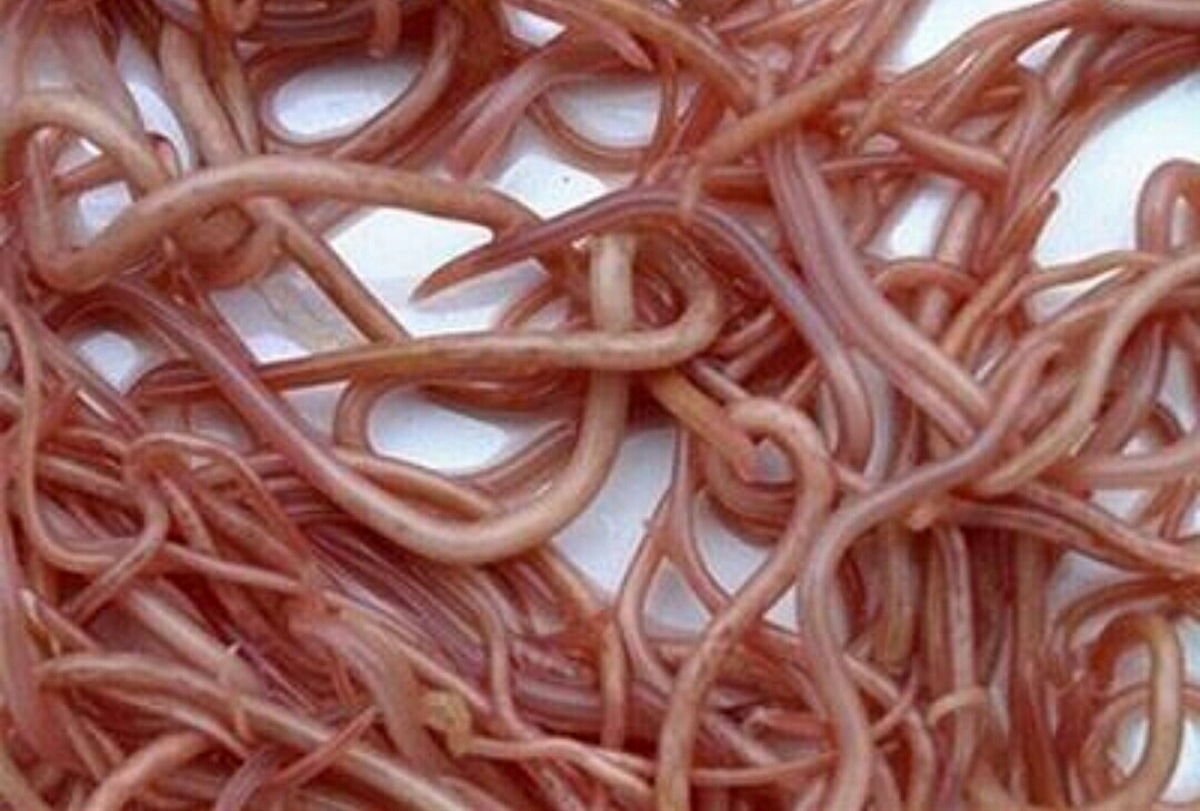 养护肠道健康预防肠炎谨记4件事,小儿应如何预防肠道寄生虫病